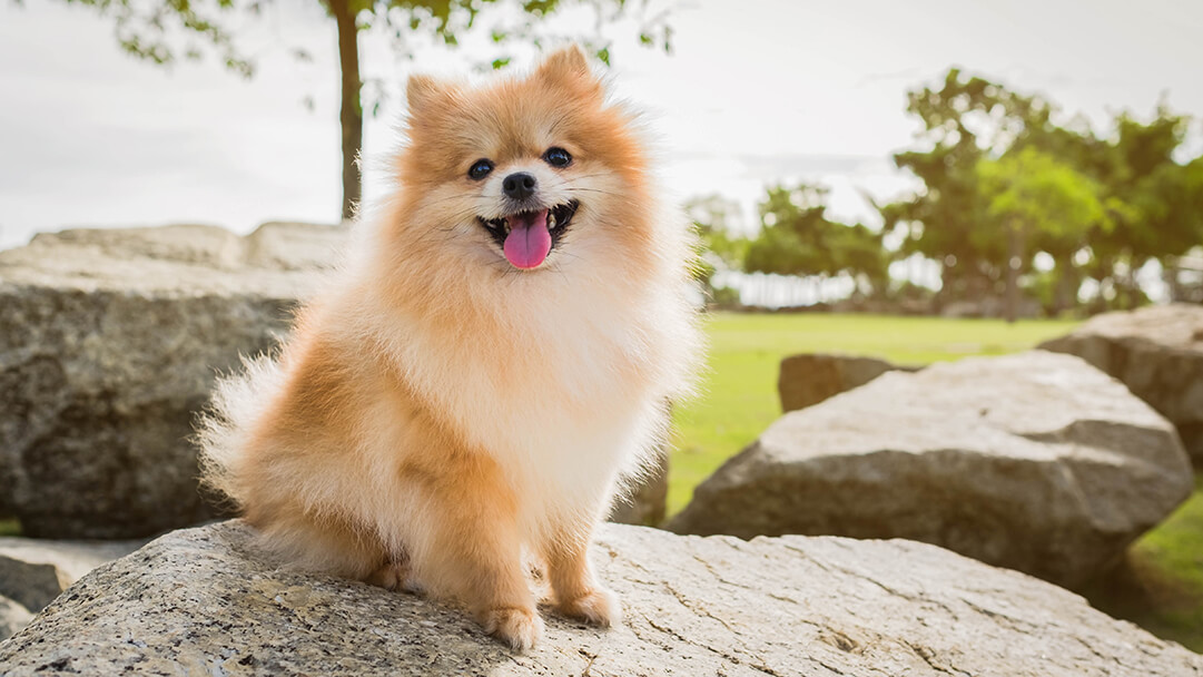 20 Small Fluffy Dog Breeds That Look Like Teddies