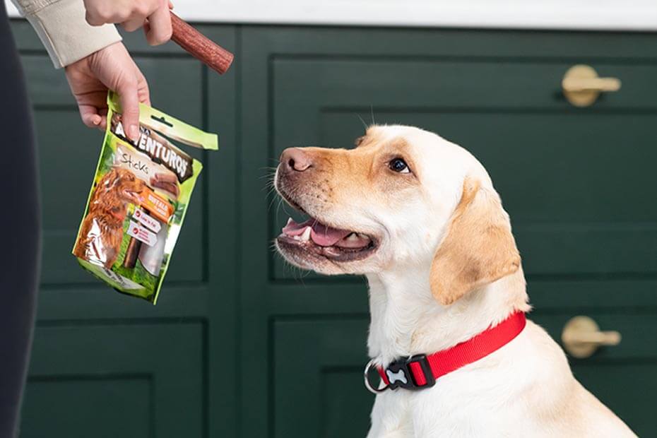 labrador excited for adventuros treat