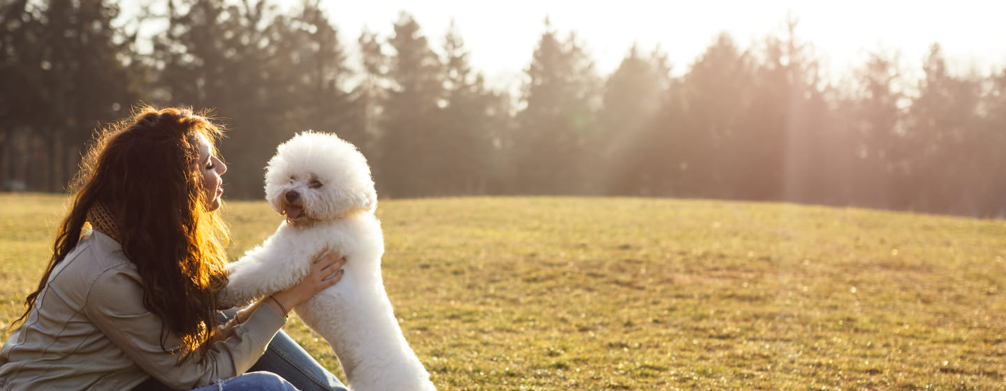 Bichon Frise With Owner