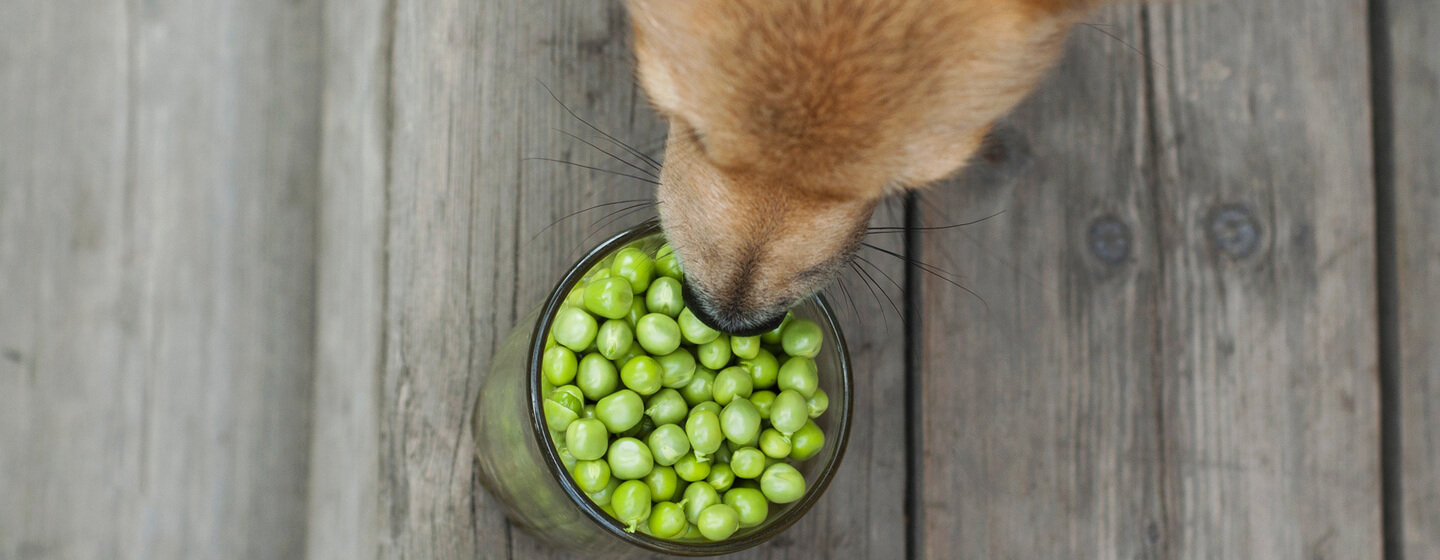 Dog eats green peas