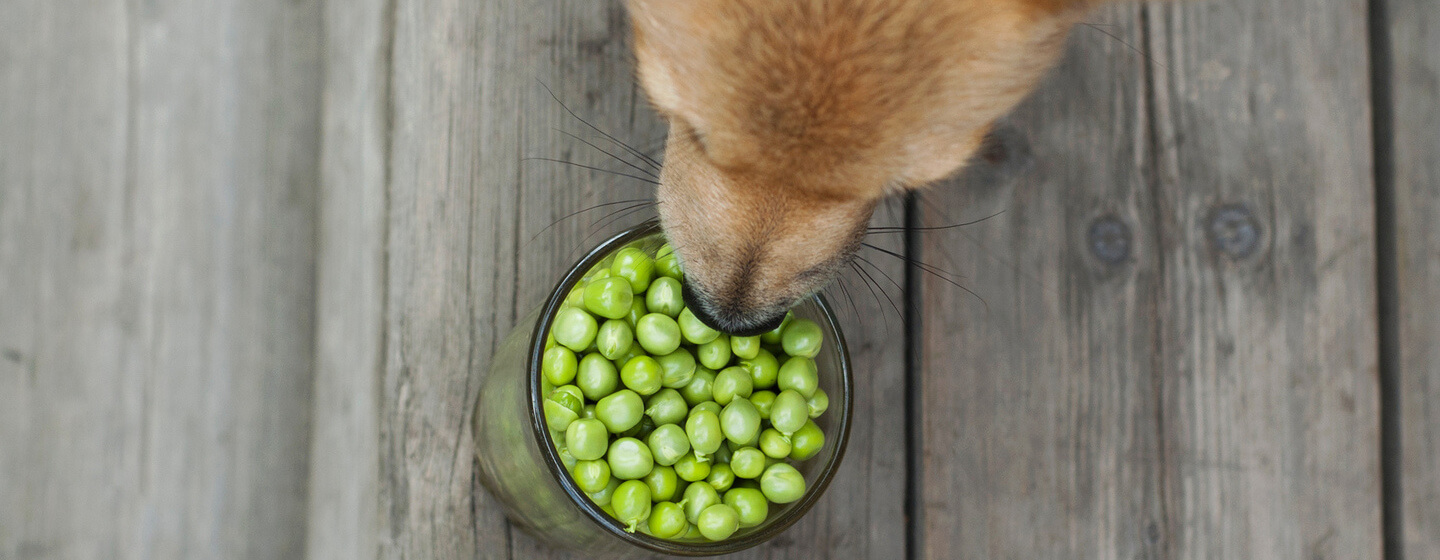 are frozen peas good for dogs