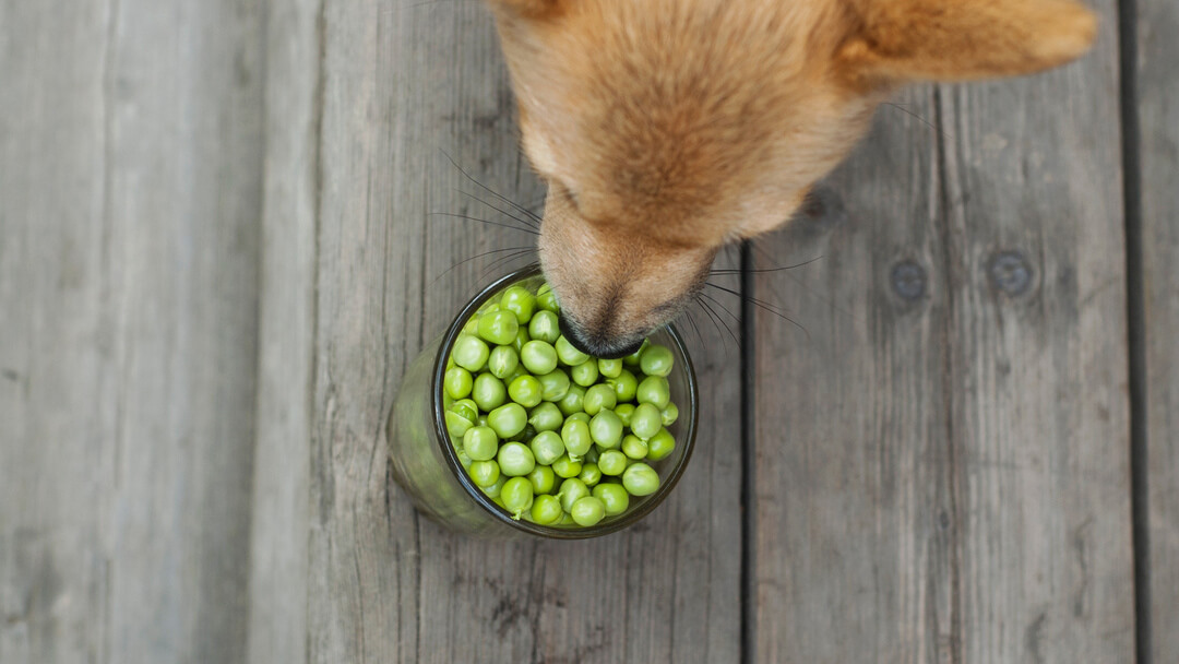 Dog eats green peas