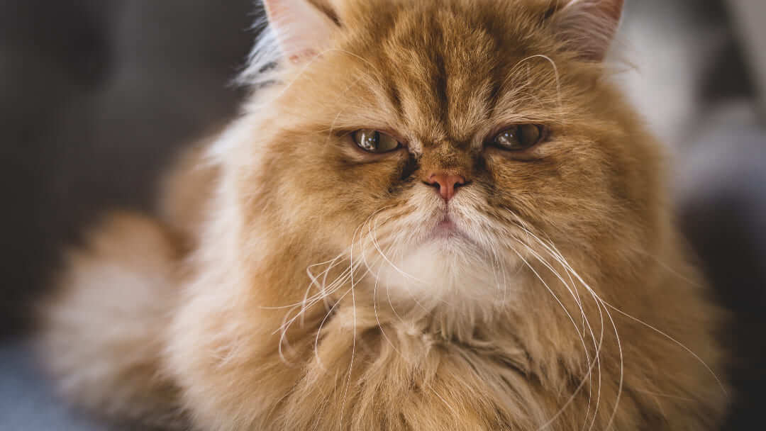 Breathing Problems in Flat-faced Cats | Purina