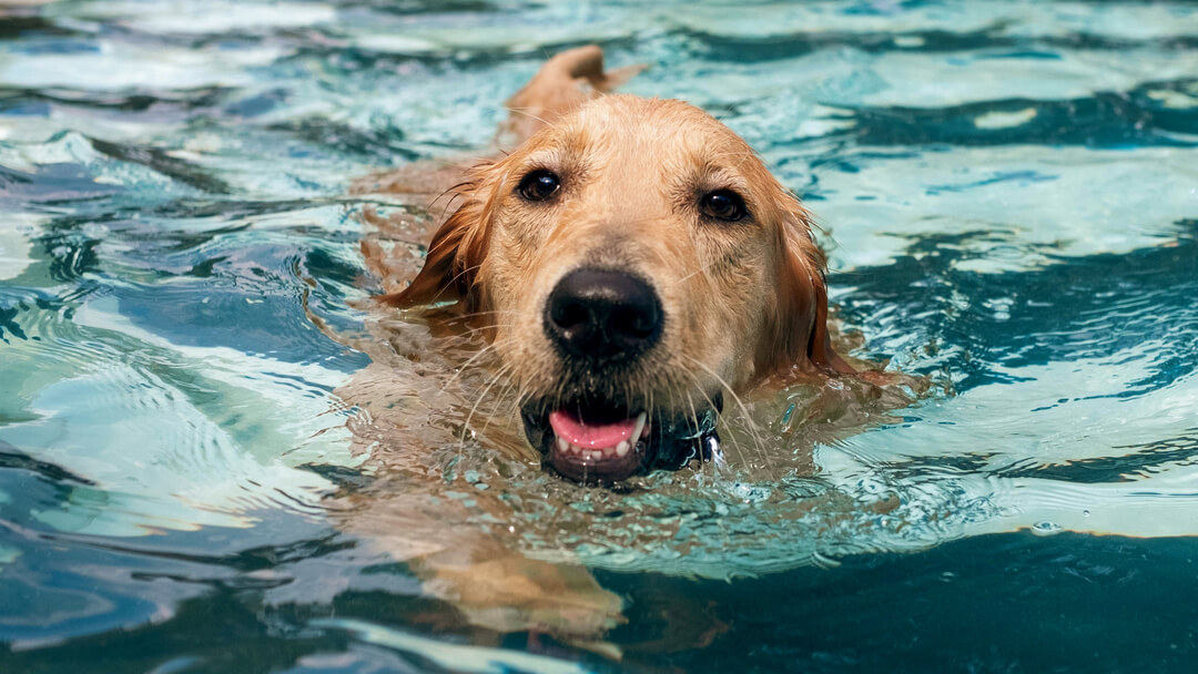 Dog swims in the pool