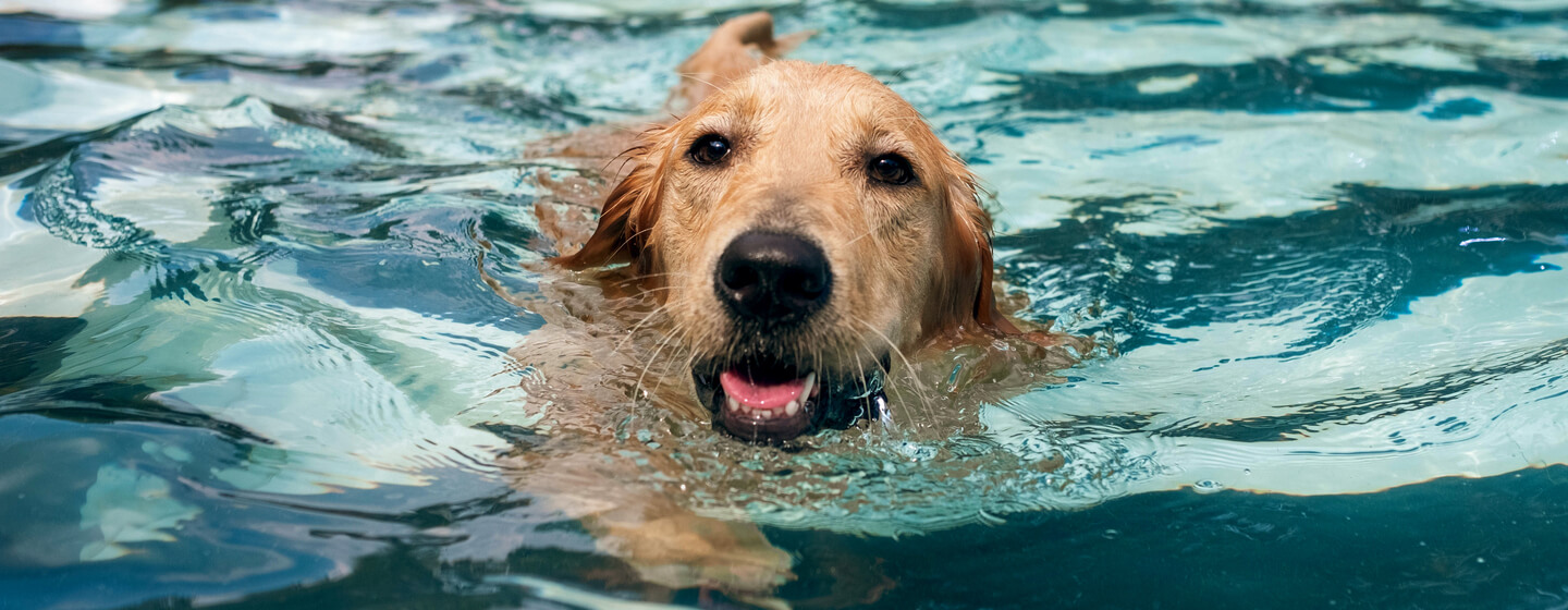 Dog swims in the pool