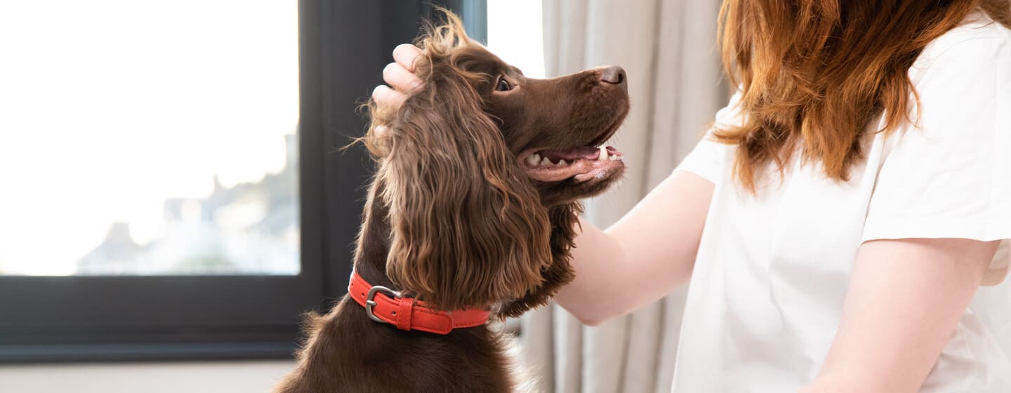Lungworm treatment sales pets at home