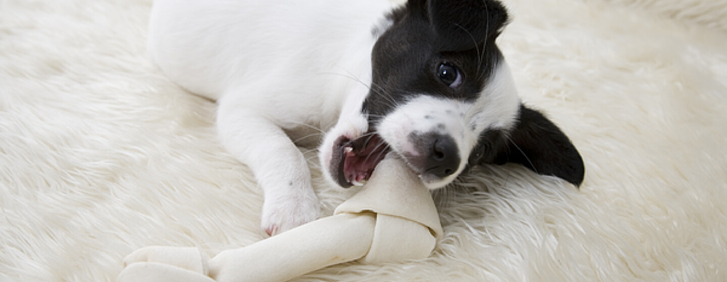 are rawhides bad for dog