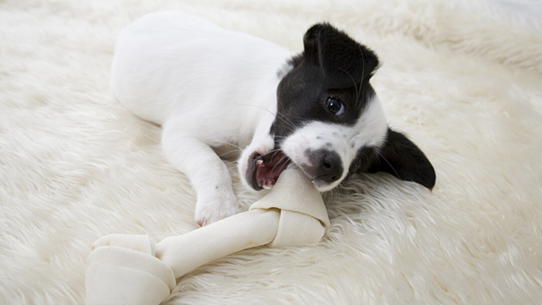 Little Pup With Bone 
