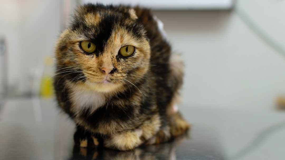 Earless cat at the vets