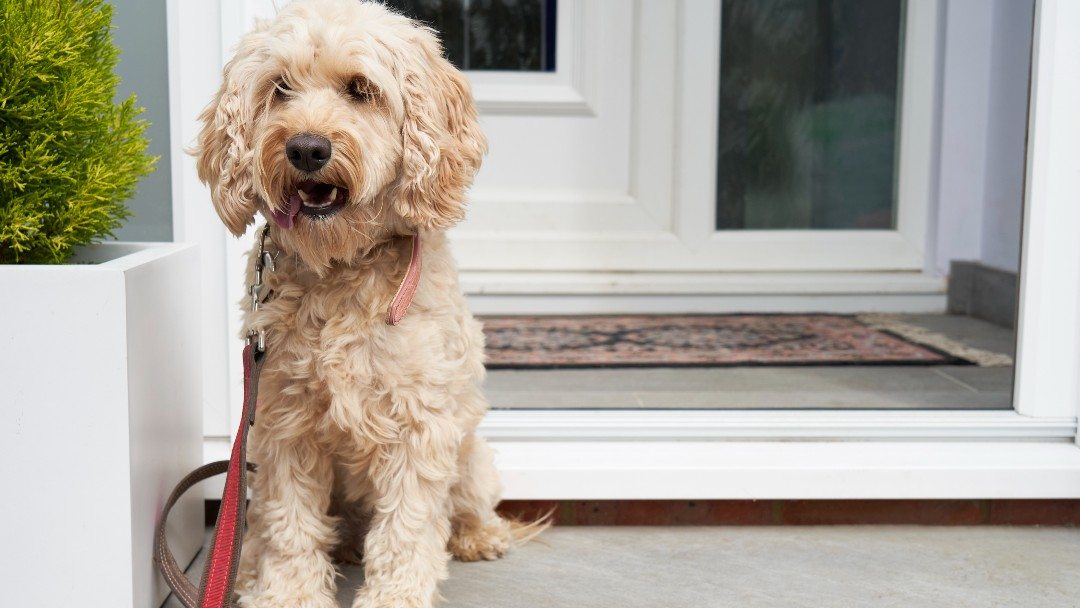 Cockapoo sitting at front door