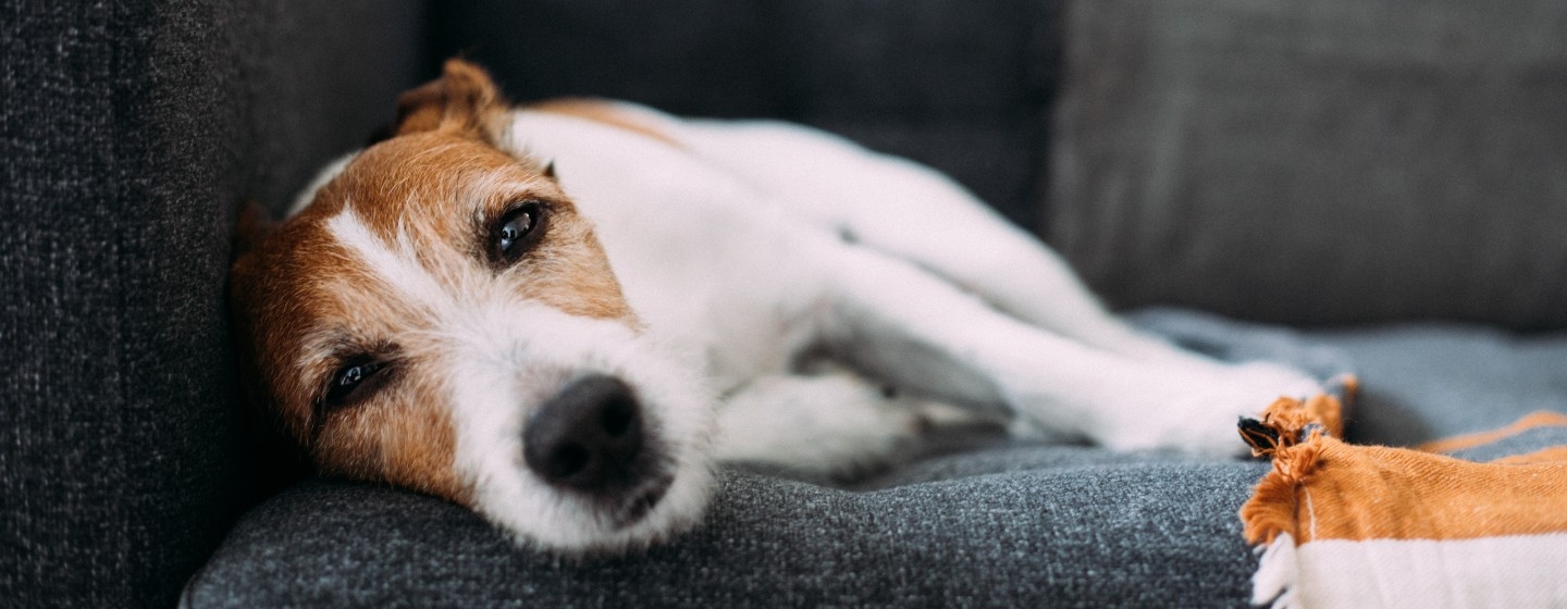 how do you know if your dog has nasal cancer