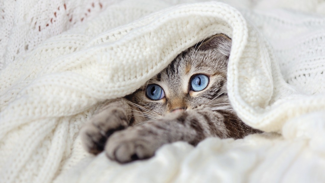 Tabby cat lying under a blanket