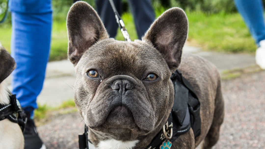 are french bulldogs prone to ear infections