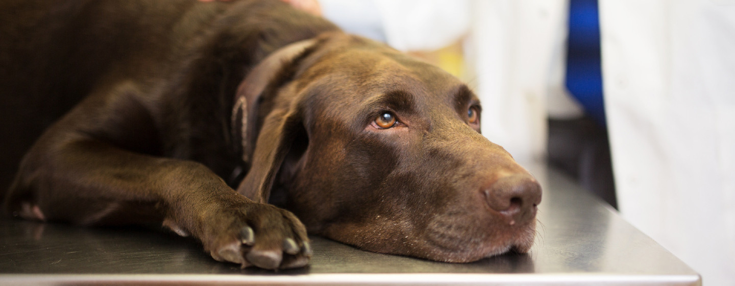 Labrador lying on vet table