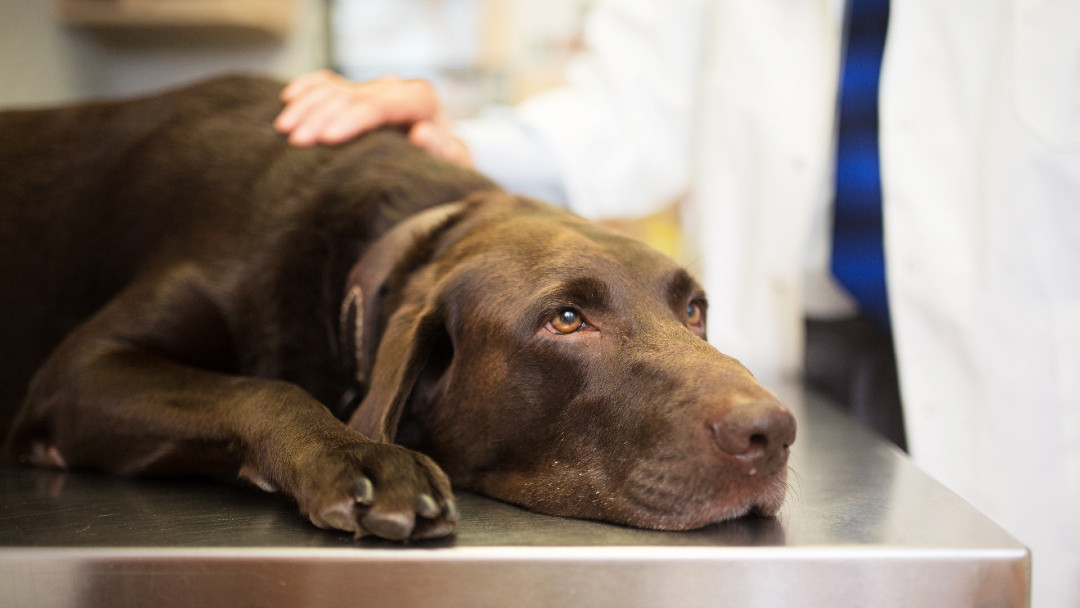 Labrador lying on vet table