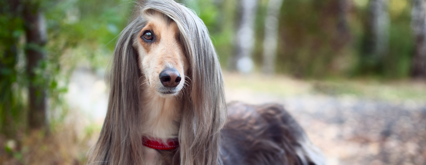 Afghan Hound in the forest
