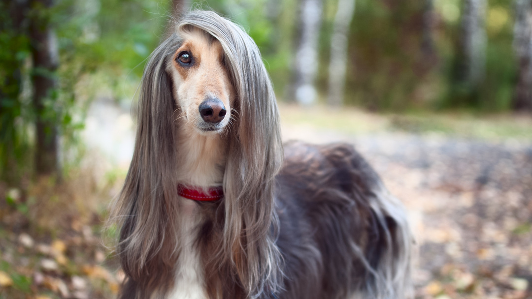 12 Long-Haired Dog Breeds Luscious Locks |