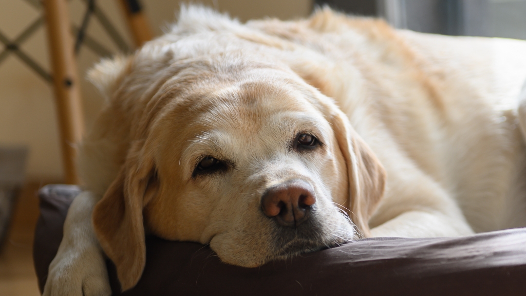 white dog sitting on a bed