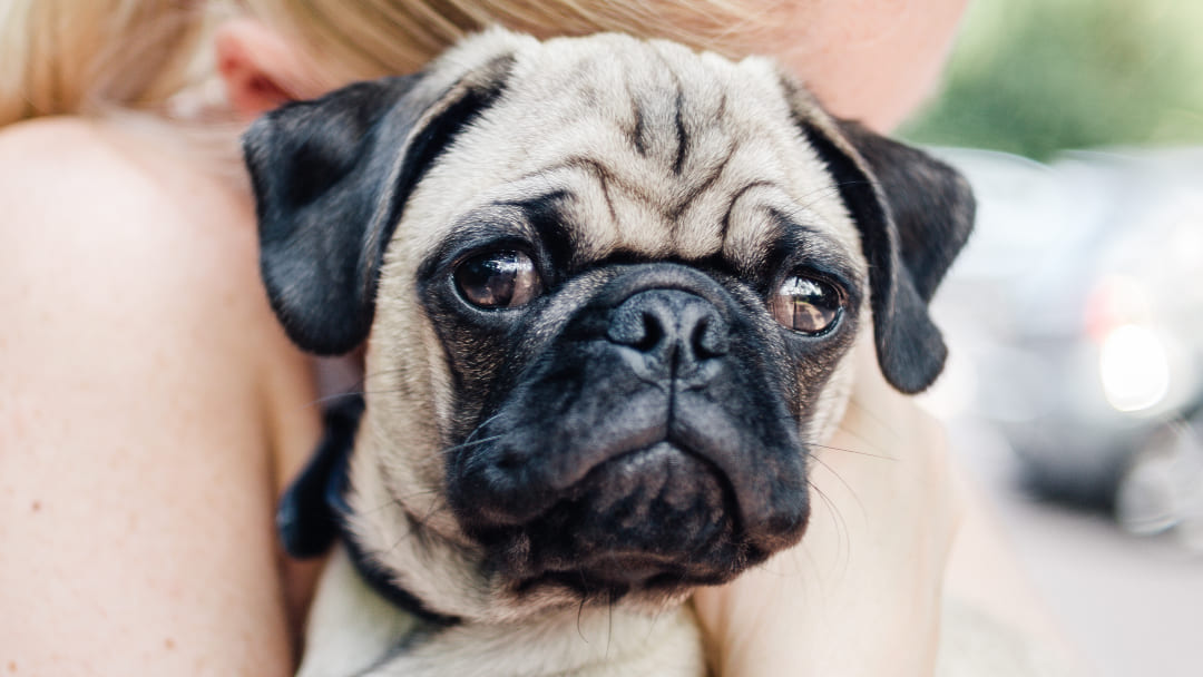 Pug in the arms of the owner