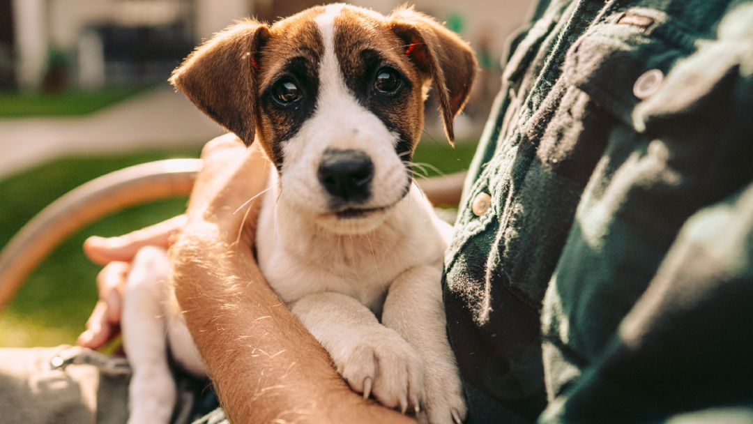 how soon after second injection can puppy go out