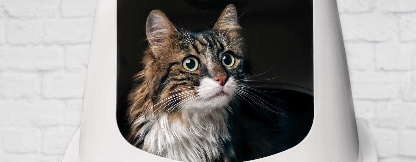 Incontinent shop cat care