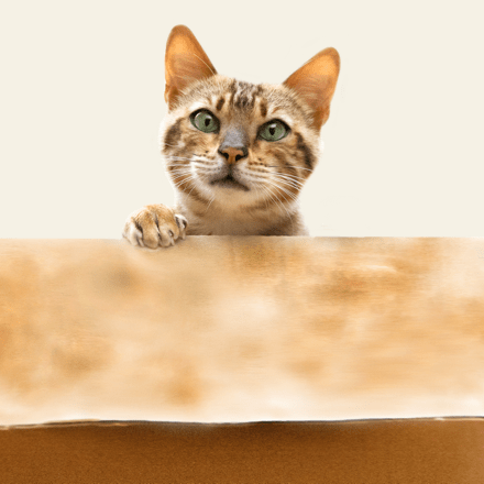 10 Munchkin Cat Facts: Origin, Appearance & More - Catster