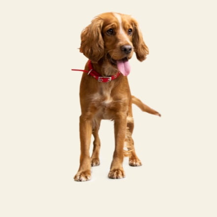 16 Red Dog Breeds That Turn Heads