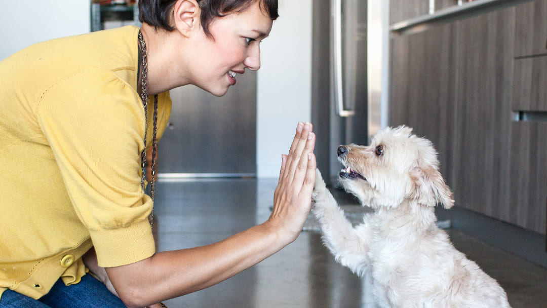 woman giving a dog a high five in the kitchen