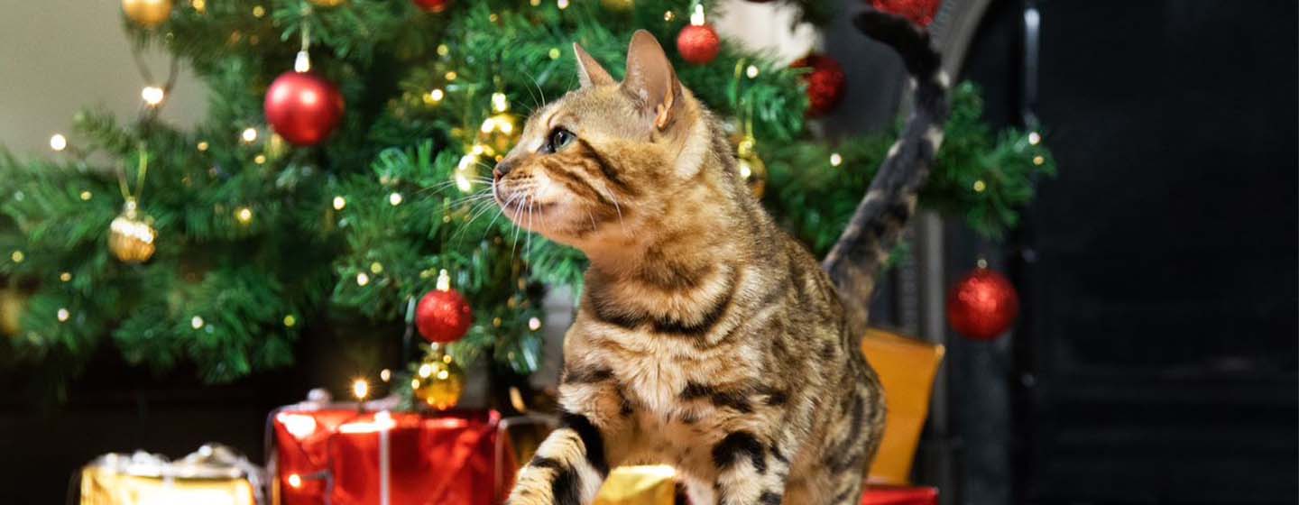 Tabby cat pawing Christmas present