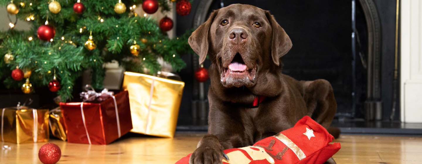 Brown Labrador holding Christmas stocking