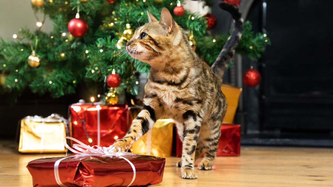 Tabby cat pawing Christmas present