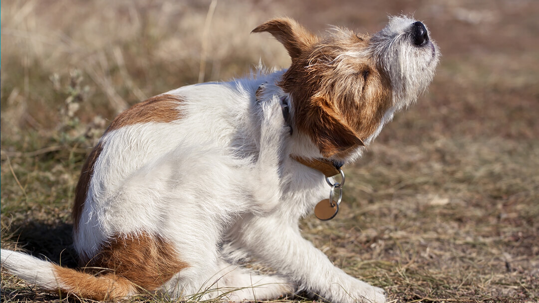 can flea medicine make dogs itch