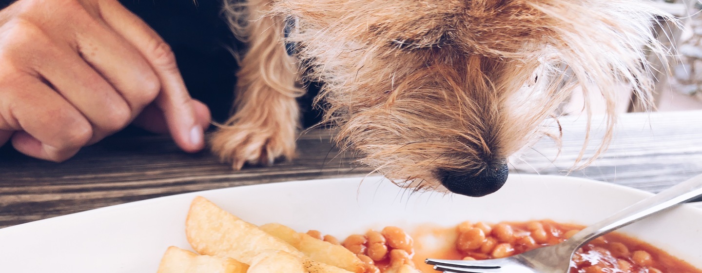 Dog sniffing a plate of baked beans