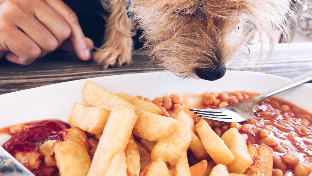 Dog sniffing a plate of baked beans