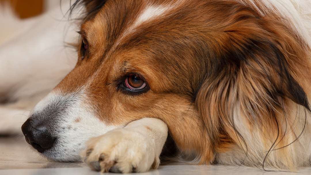 Dog is laying on its' paw