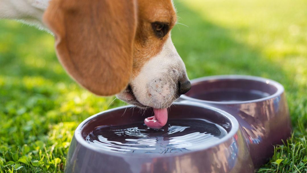 Dog drinking water from a bowl