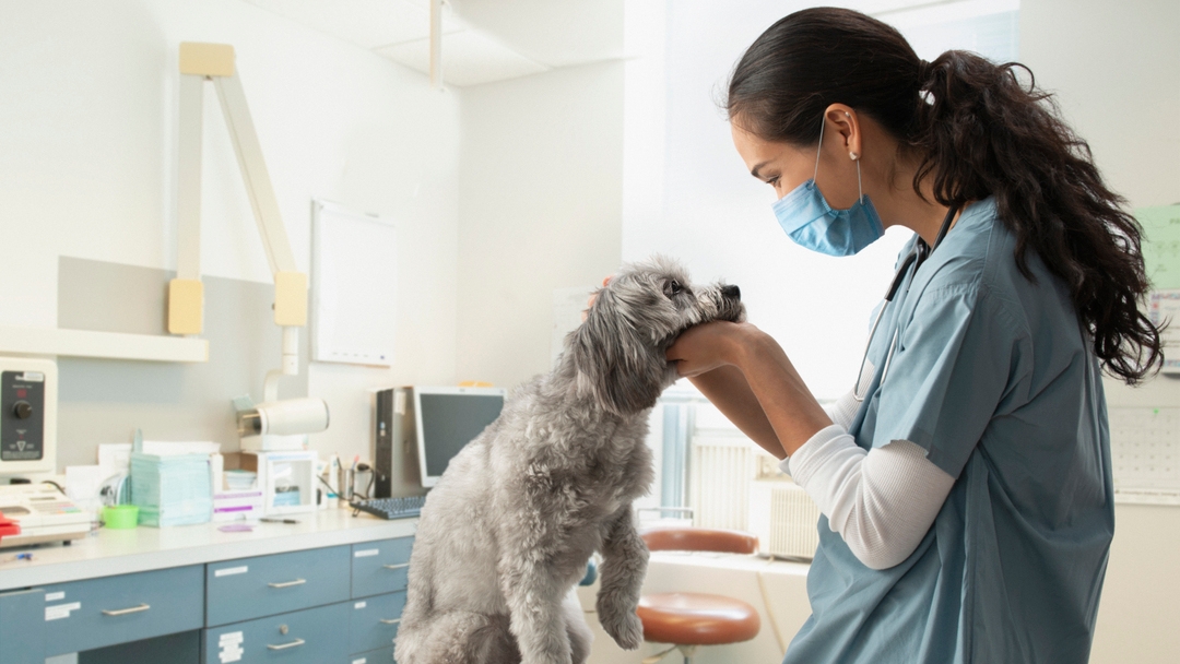 Vet inspecting a dog