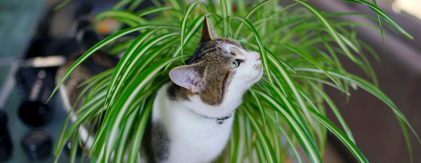 Cat sniffing a plant