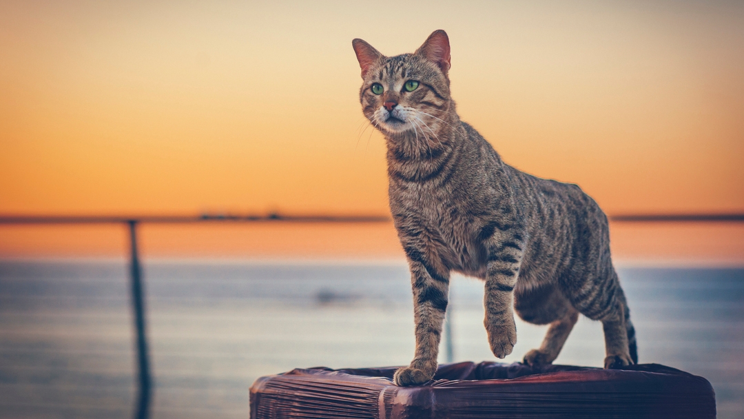 Are Cats Nocturnal? The Answer Might Surprise You | Purina