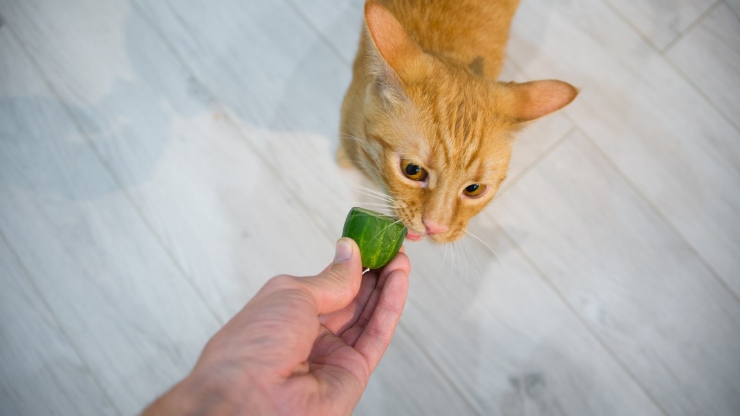 Cat is trying to eat a cucumber