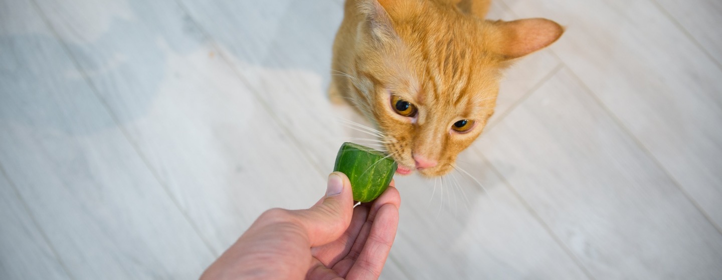 Why Are Cats Scared of Cucumbers: The Mystery Solved | Purina