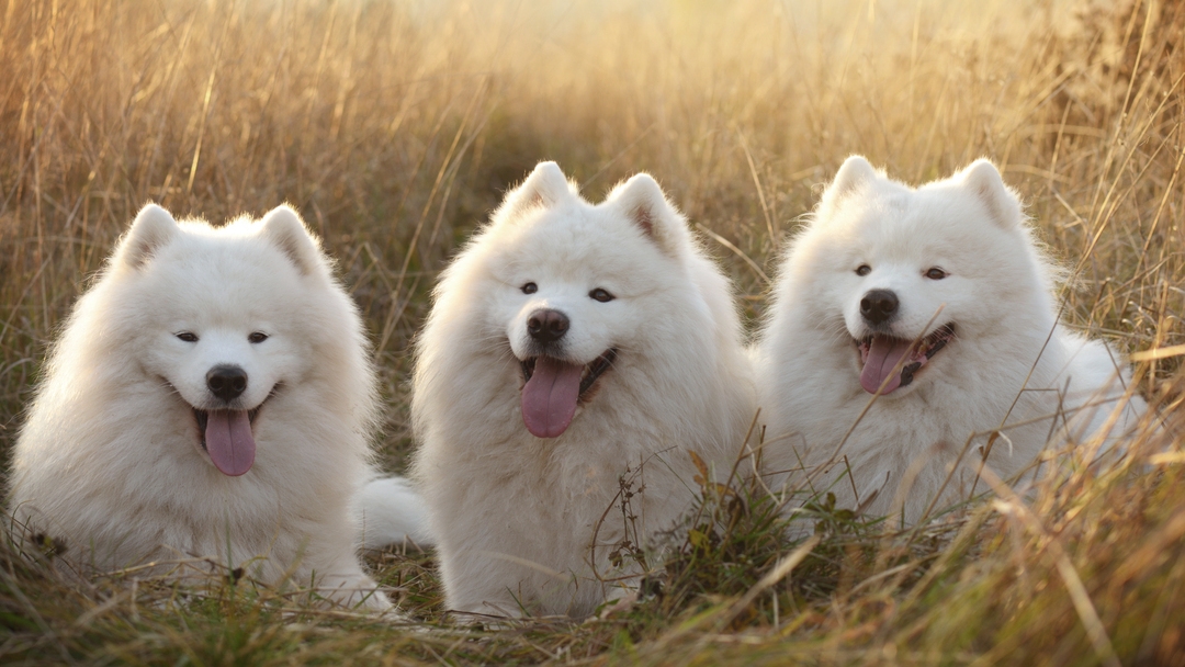 Three samoyeds laying in the field