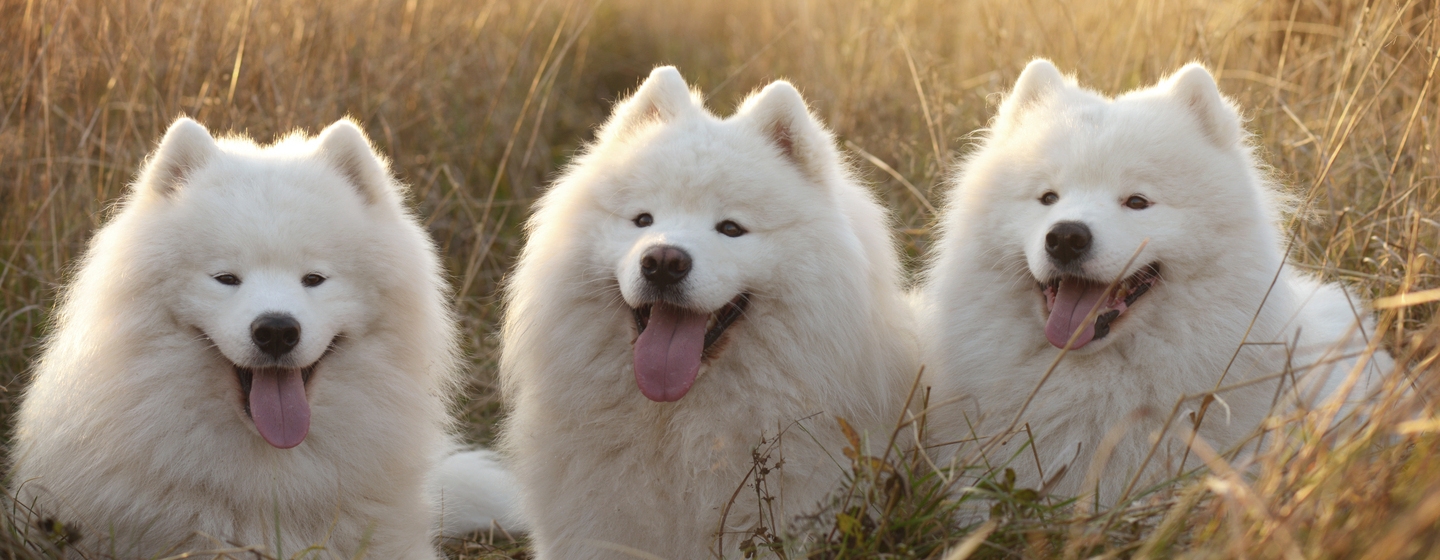 Three samoyeds laying in the field