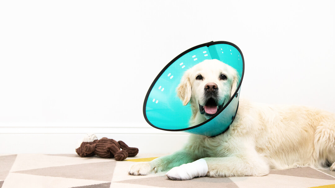 can a dog drink water with a cone on