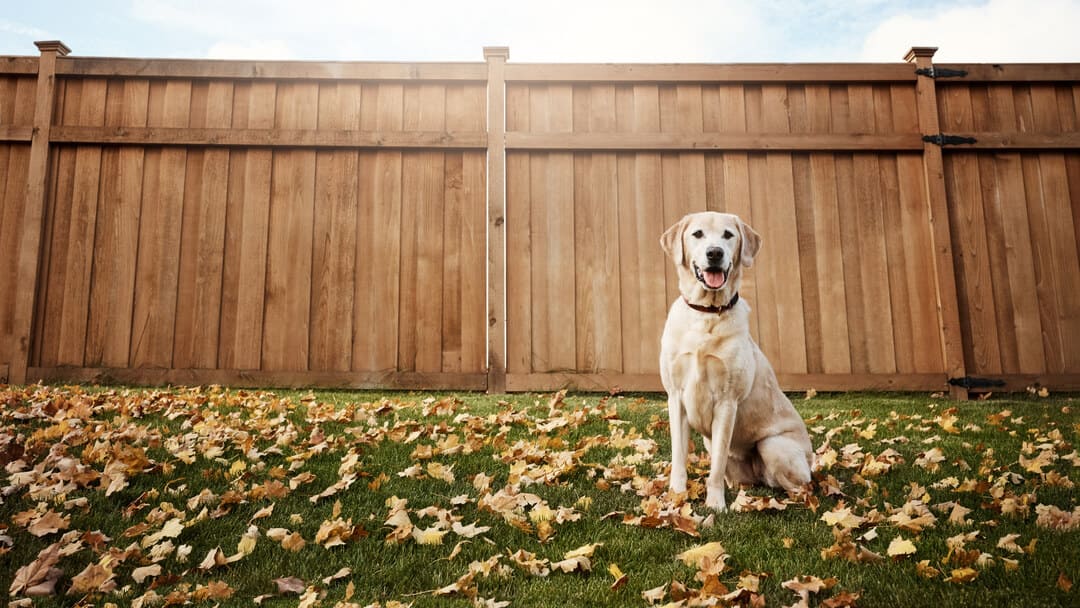 what bacteria is in dog urine