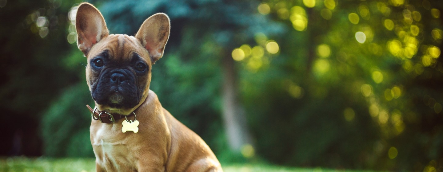 french bulldog puppy in a field