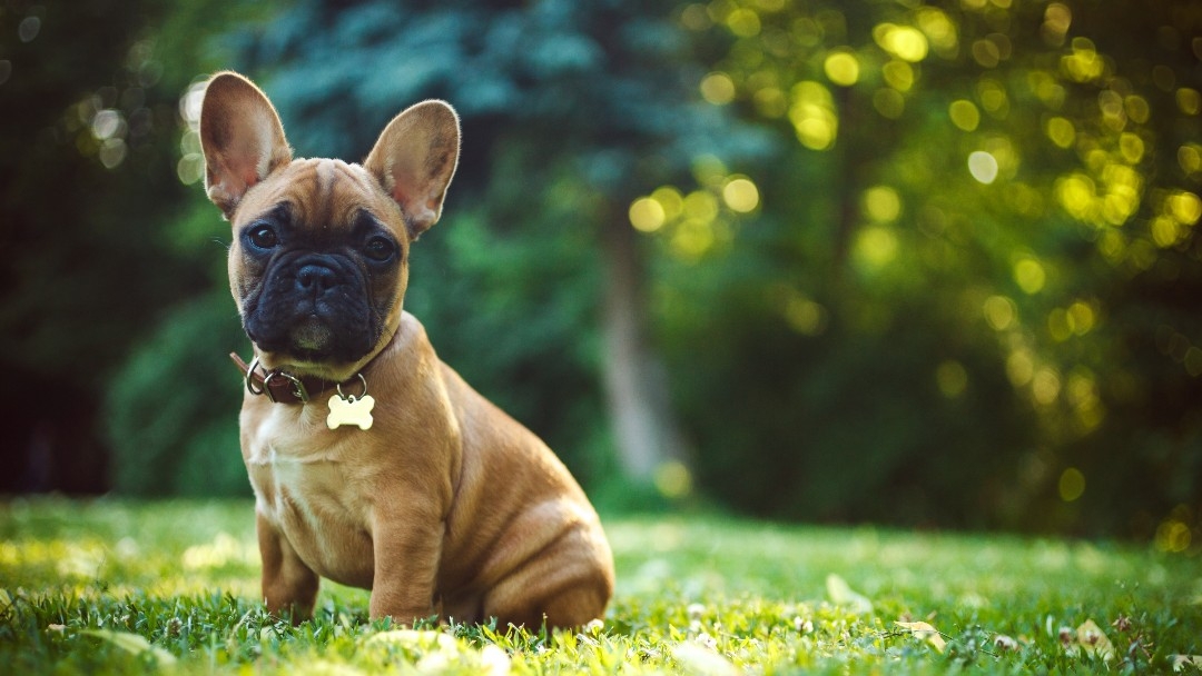 french bulldog puppy in a field