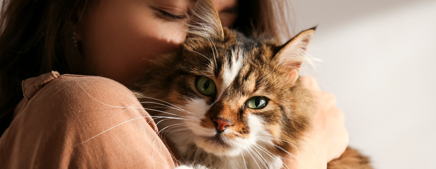 Tabby cat being cuddled by owner