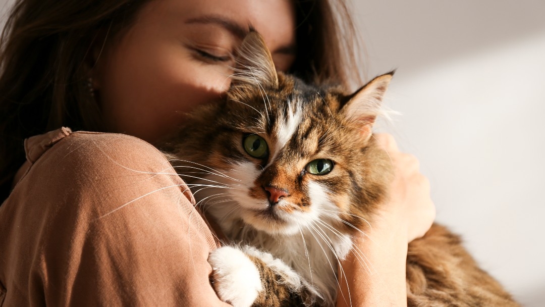 Tabby cat being cuddled by owner