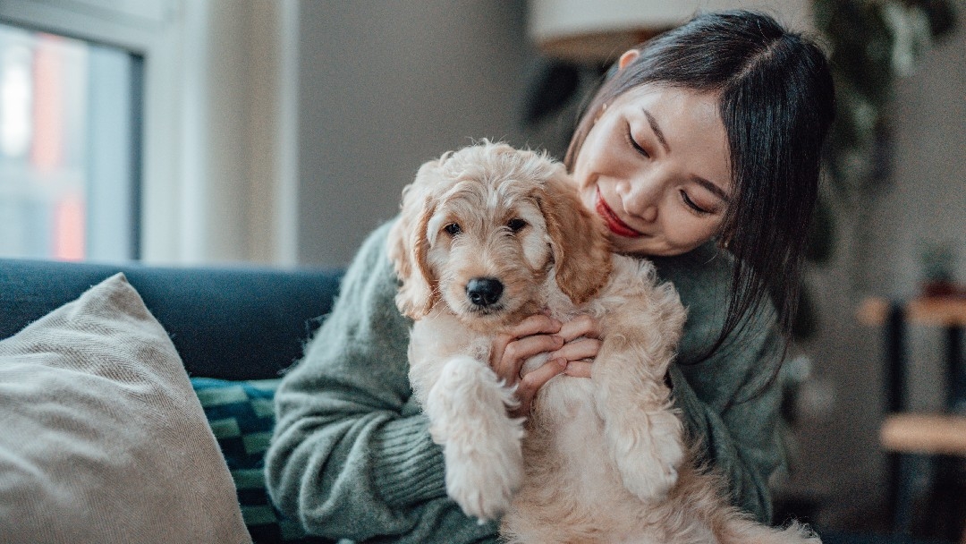 white puppy in the arms of their owner